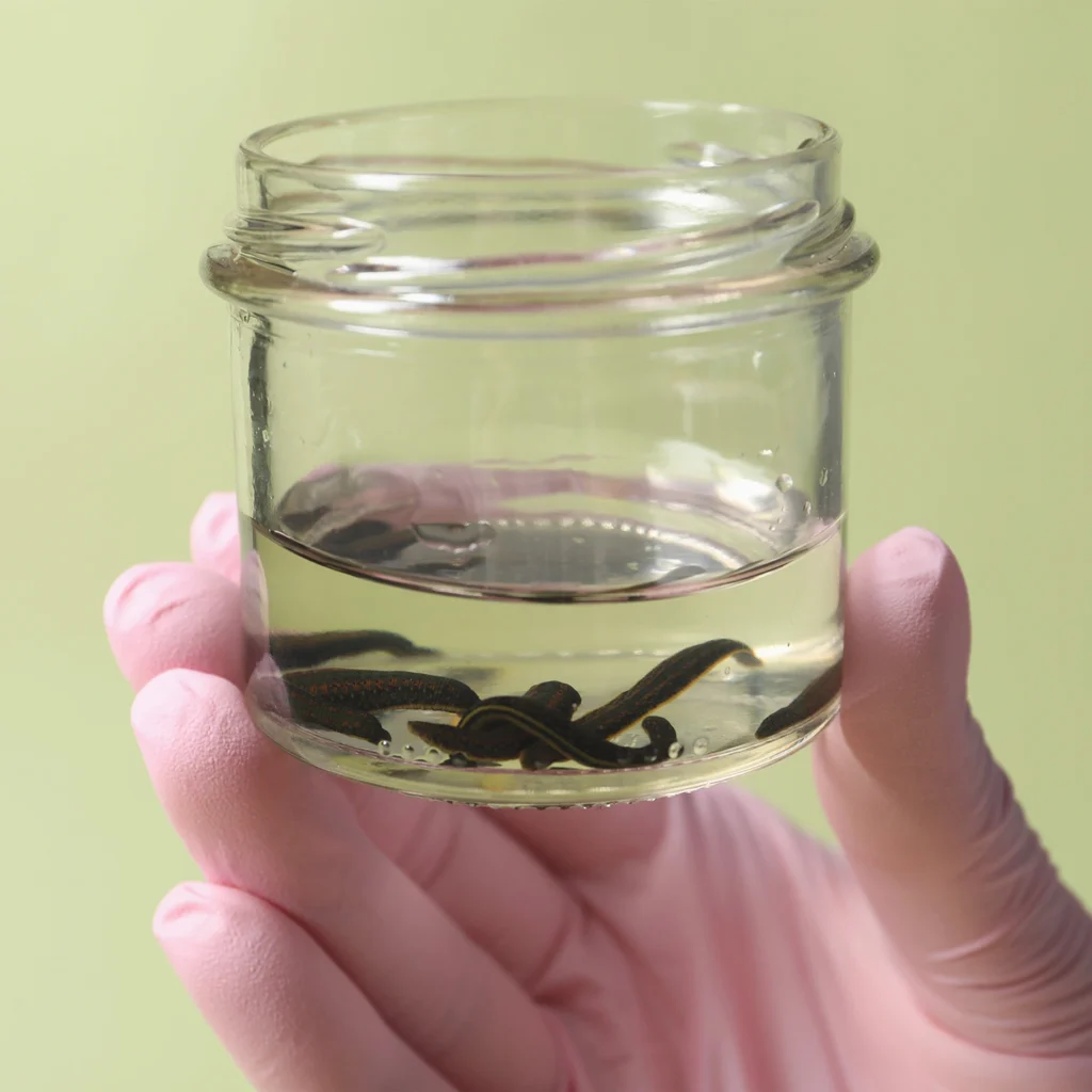 Pijawki Światłoczułe